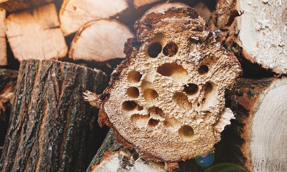 Ignoring Pest Prevention