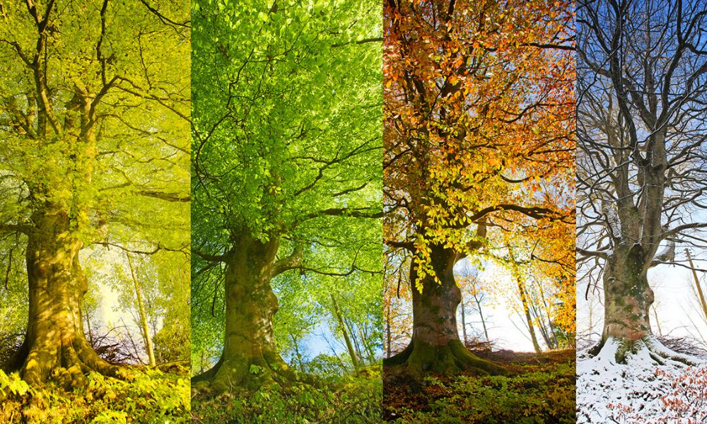 Temperature Changes and Seasonal Shifts